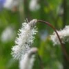 SANGUISORBA Tenuifolia Var. Alba -Perennia Bloom Shop 10379890 295417173968592 7852410551968682483 o
