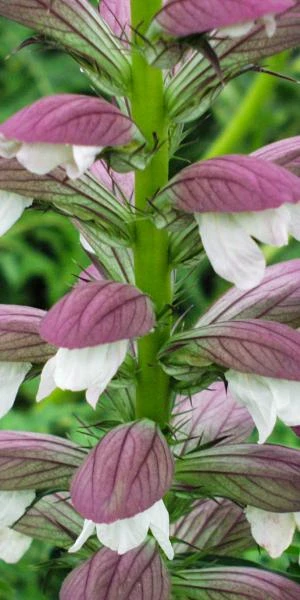 ACANTHUS Spinosus 4 ACANTHUS Spinosus - Image 2