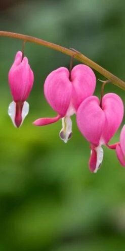 LAMPROCAPNOS Spectabilis