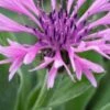 CENTAUREA Montana 'Joyce' 2 CENTAUREA Montana 'Joyce' -Perennia Bloom Shop 20170126175350