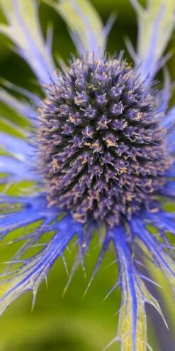 ERYNGIUM X Zabelii 'Neptune's Gold' PBR -Perennia Bloom Shop 20170126180725