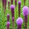 LIATRIS Spicata 'Kobold' -Perennia Bloom Shop 20170126192447