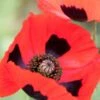 PAPAVER Commutatum (Ladybird Poppy) 2 PAPAVER Commutatum (Ladybird Poppy) -Perennia Bloom Shop 20170126200233