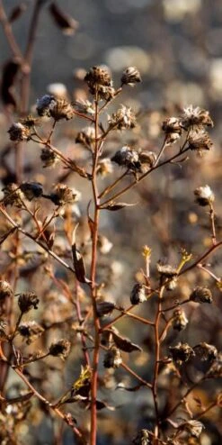 Perennia Bloom Shop 25 Perennia Bloom Shop -Perennia Bloom Shop 20170126202024