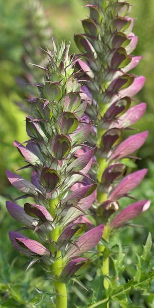 ACANTHUS Spinosus 3 ACANTHUS Spinosus