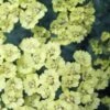 ACHILLEA 'Anthea' PBR -Perennia Bloom Shop achillea anthea