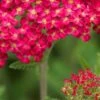 ACHILLEA 'Fanal' -Perennia Bloom Shop achillea fanal 6160900