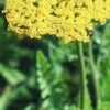 ACHILLEA Filipendulina 'Cloth Of Gold' -Perennia Bloom Shop achillea filipendula cloth of gold 2