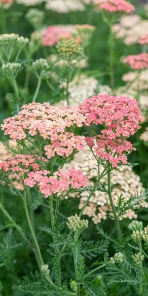 ACHILLEA 'Lachsschonheit' (Galaxy Series) 5 ACHILLEA 'Lachsschonheit' (Galaxy Series) - Image 3
