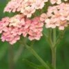 ACHILLEA 'Lachsschonheit' (Galaxy Series) -Perennia Bloom Shop achillea lachsschonheit galaxy series 6160935