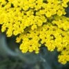 ACHILLEA 'Moonshine' -Perennia Bloom Shop achillea moonshine 192305