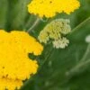 ACHILLEA 'Sunbeam' 1 ACHILLEA 'Sunbeam' -Perennia Bloom Shop achillea sunbeam 6140053