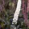 ACTAEA Simplex (Atropurpurea Group) 'Brunette' -Perennia Bloom Shop actaea simplex atropurpurea group brunette 9161534
