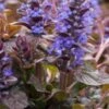 AJUGA Reptans 'Braunherz' -Perennia Bloom Shop ajuga reptans braunherz 4131442