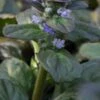 AJUGA Reptans 'Catlin's Giant' -Perennia Bloom Shop ajuga reptans catlin s giant 6190039