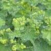 ALCHEMILLA Mollis -Perennia Bloom Shop alchemilla mollis 053006