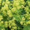 ALCHEMILLA Venosa -Perennia Bloom Shop alchemilla venosa 6070798