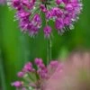 ALLIUM 'Lavender Bubbles' -Perennia Bloom Shop allium lavender bubbles 8121000