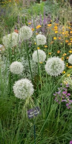 STIPA Gigantea -Perennia Bloom Shop allium mount everest 5260660 1