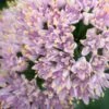 ALLIUM Senescens Subsp. Glaucum -Perennia Bloom Shop allium senescens subsp 2