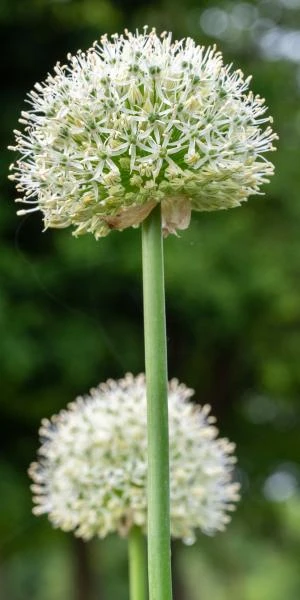 ALLIUM Stipitatum 'Mount Everest' 3 ALLIUM Stipitatum 'Mount Everest'