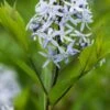 AMSONIA Ciliata -Perennia Bloom Shop amsonia ciliata 6040022