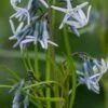 AMSONIA 'Ernst Pagels' -Perennia Bloom Shop amsonia ernst pagels 5060545