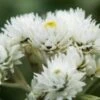 ANAPHALIS Triplinervis -Perennia Bloom Shop anaphalis triplinervis 8090116