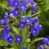 ANCHUSA Azurea 'Loddon Royalist'