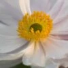 ANEMONE 'Dreaming Swan' PBR -Perennia Bloom Shop anemone dreaming swan 8050283