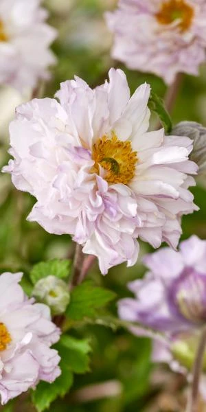 ANEMONE 'Frilly Knickers' 3 ANEMONE 'Frilly Knickers'