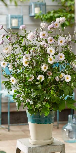 ANEMONE 'Frilly Knickers' 5 ANEMONE 'Frilly Knickers' - Image 3