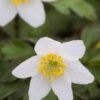 ANEMONE Nemorosa -Perennia Bloom Shop anemone nemorosa 3200006