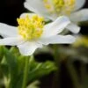 ANEMONE Nemorosa 'Lychette' -Perennia Bloom Shop anemone nemorosa lychette 2020255