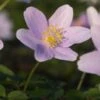 ANEMONE Nemorosa 'Robinsoniana' -Perennia Bloom Shop anemone nemorosa robinsoniana 4061016