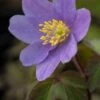 ANEMONE Nemorosa 'Royal Blue' -Perennia Bloom Shop anemone nemorosa royal blue 3250292
