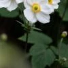 ANEMONE X Hybrida 'Honorine Jobert' -Perennia Bloom Shop anemone x hybrida honorine jobert web
