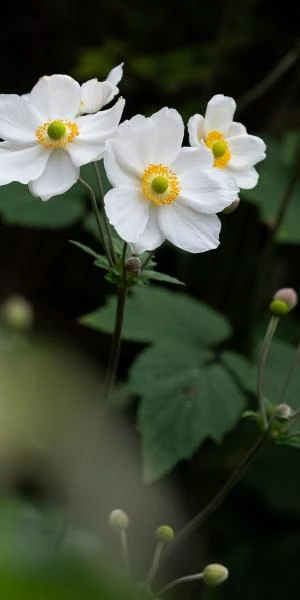 ANEMONE X Hybrida 'Honorine Jobert' 3 ANEMONE X Hybrida 'Honorine Jobert'