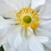ANEMONE X Hybrida 'Whirlwind'