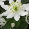 ANEMONELLA Thalictroides White -Perennia Bloom Shop anemonella thalictroides 4080026