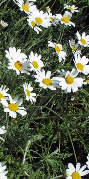 ANTHEMIS Punctata Subsp Cupaniana 4 ANTHEMIS Punctata Subsp Cupaniana - Image 2