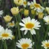 ANTHEMIS Tinctoria 'Sauce Hollandaise' 2 ANTHEMIS Tinctoria 'Sauce Hollandaise' -Perennia Bloom Shop anthemis tinctoria sauce hollandaise