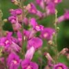 ANTIRRHINUM 'Pretty In Pink' PBR -Perennia Bloom Shop antirrhinum pretty in pink 5150047 2