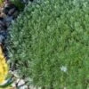 ARTEMISIA Schmidtiana 'Nana' 1 ARTEMISIA Schmidtiana 'Nana' -Perennia Bloom Shop artemisia schmidtiana nana 6030724