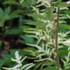 ARUNCUS Dioicus -Perennia Bloom Shop aruncus dioicus
