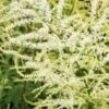ARUNCUS Dioicus 'Kneiffii' -Perennia Bloom Shop aruncus kneffii a 6120581