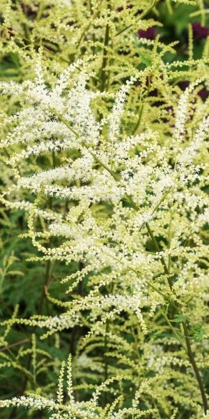 ARUNCUS Dioicus 'Kneiffii' 3 ARUNCUS Dioicus 'Kneiffii'