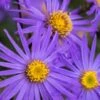 ASTER Amellus 'King George' 1 ASTER Amellus 'King George' -Perennia Bloom Shop aster king george 9160164