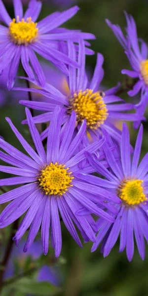 ASTER Amellus 'King George' 3 ASTER Amellus 'King George'
