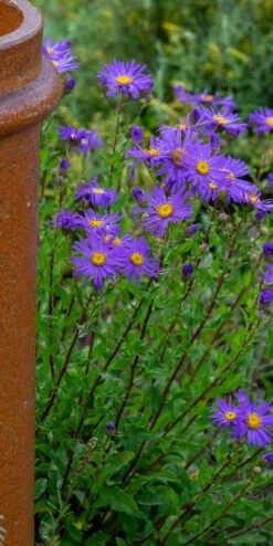 ASTER Amellus 'King George' 7 ASTER Amellus 'King George' -Perennia Bloom Shop aster king george web